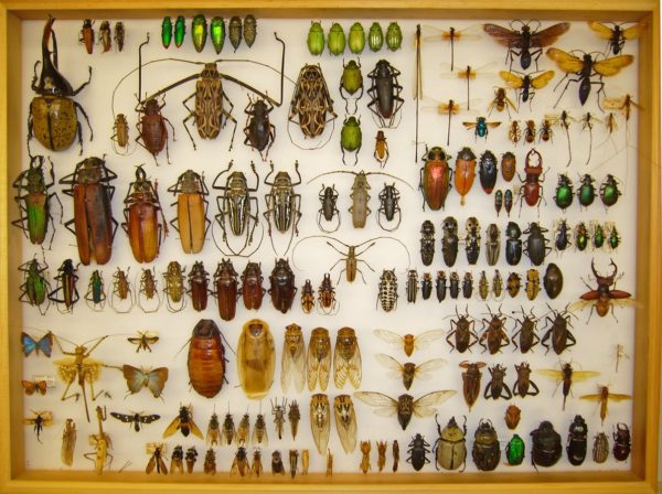 bug collection
