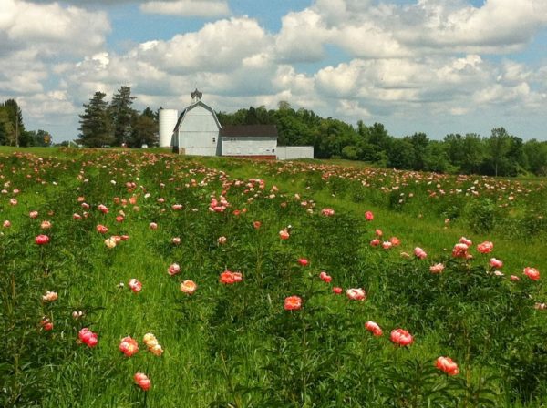 photo of field